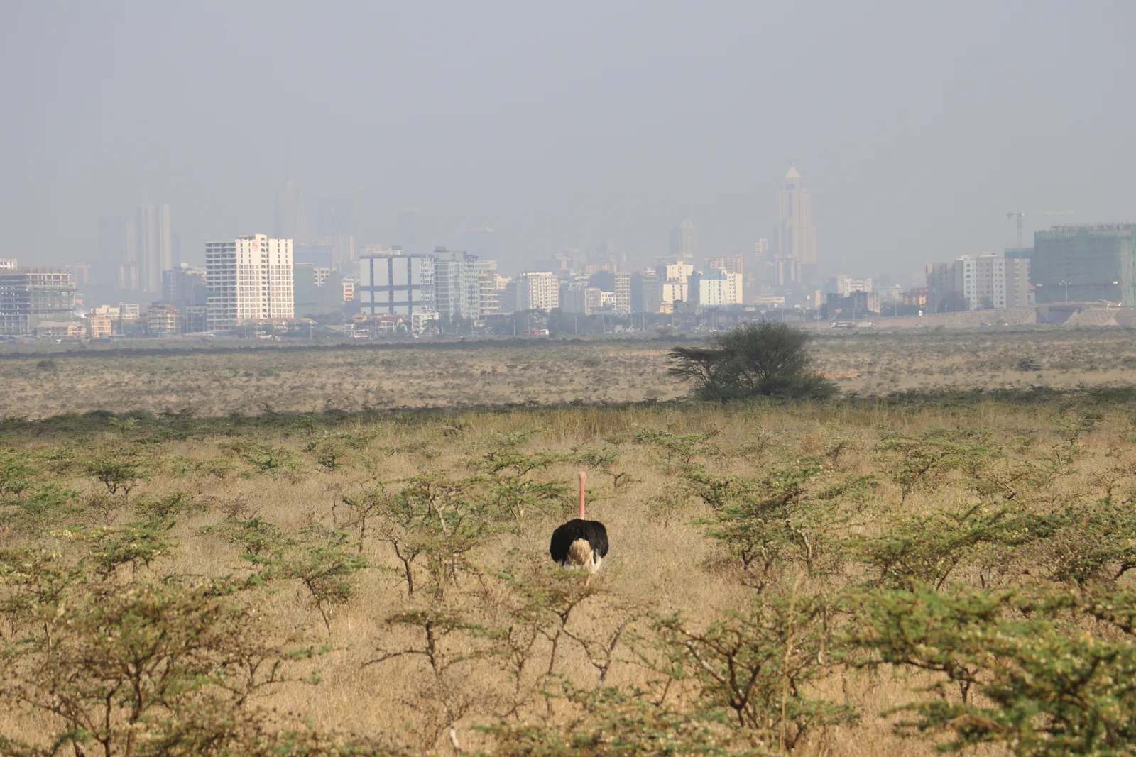 Avestruz en el Parque Nacional de Nairobi con edificios de la ciudad al fondo, 2025