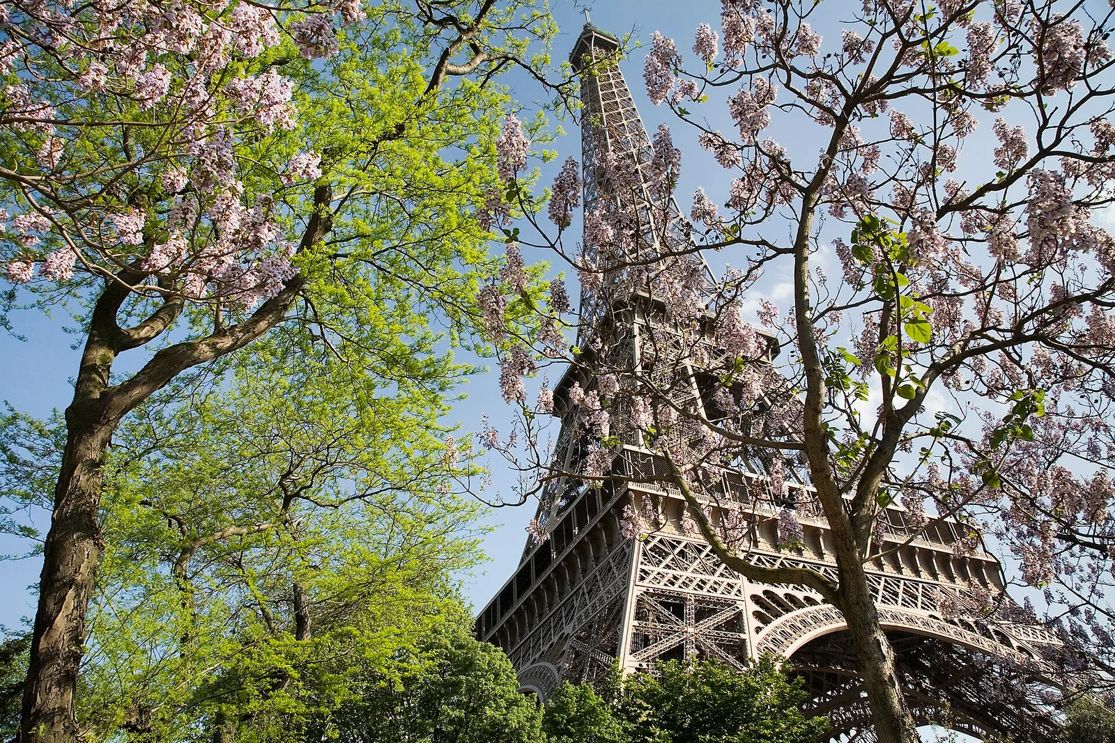 Torre Eiffel entre árboles en primavera, fotografía de archivo